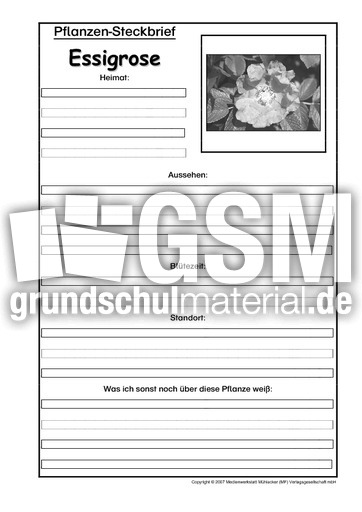 Pflanzensteckbrief-Essigrose-Sw.pdf